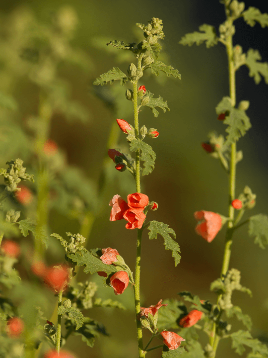 Spaeralcea Childerley